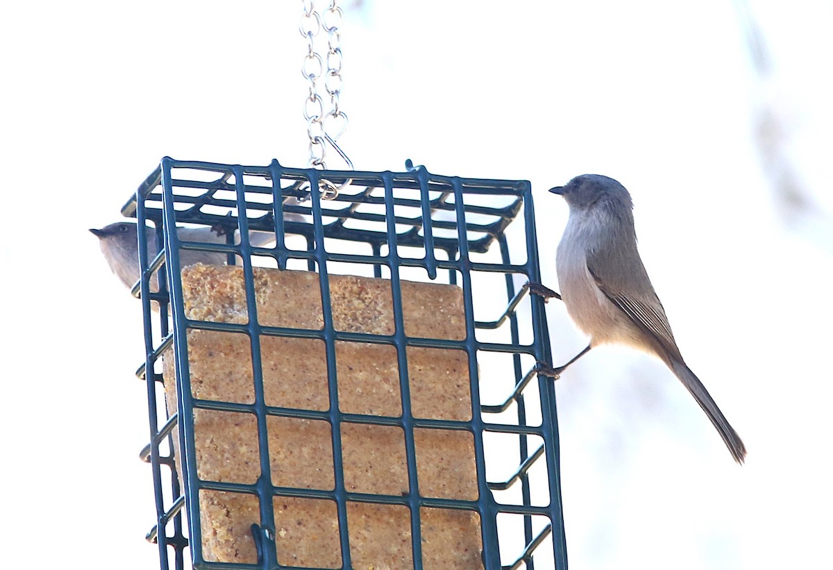 Bushtit - ML647315080