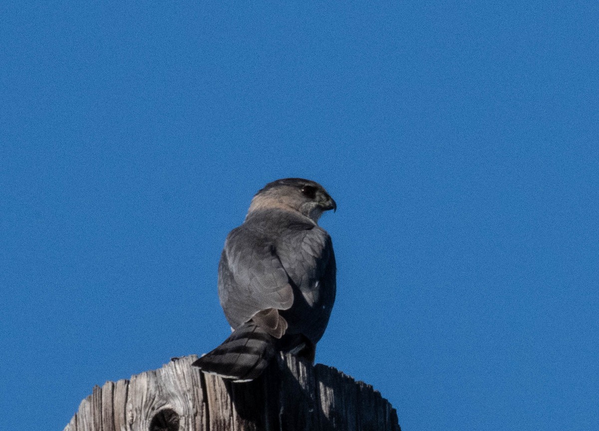 Sharp-shinned Hawk - ML647315092