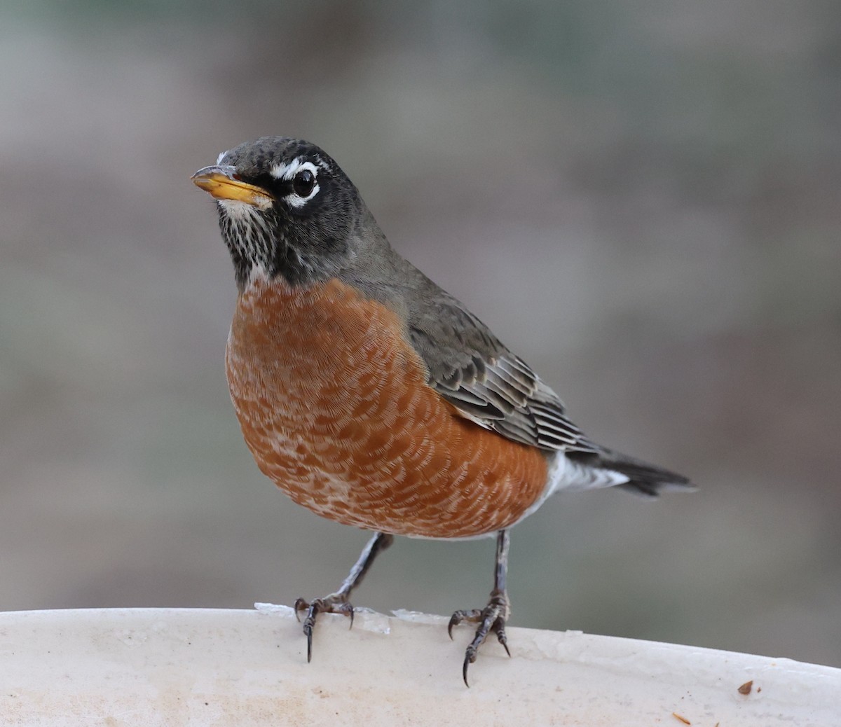 American Robin - ML647315099