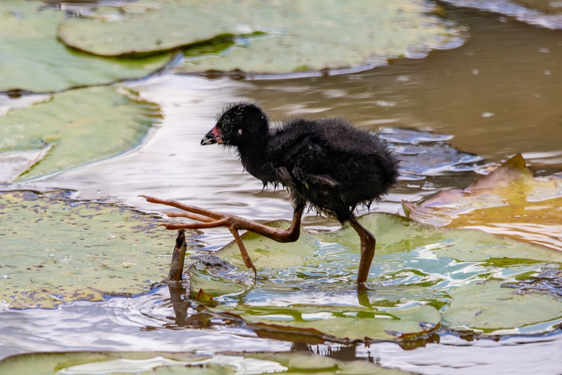 Purple Gallinule - ML647315101