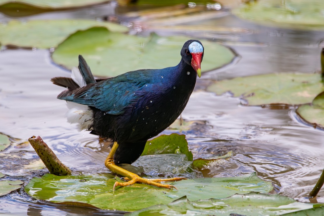 Purple Gallinule - ML647315102