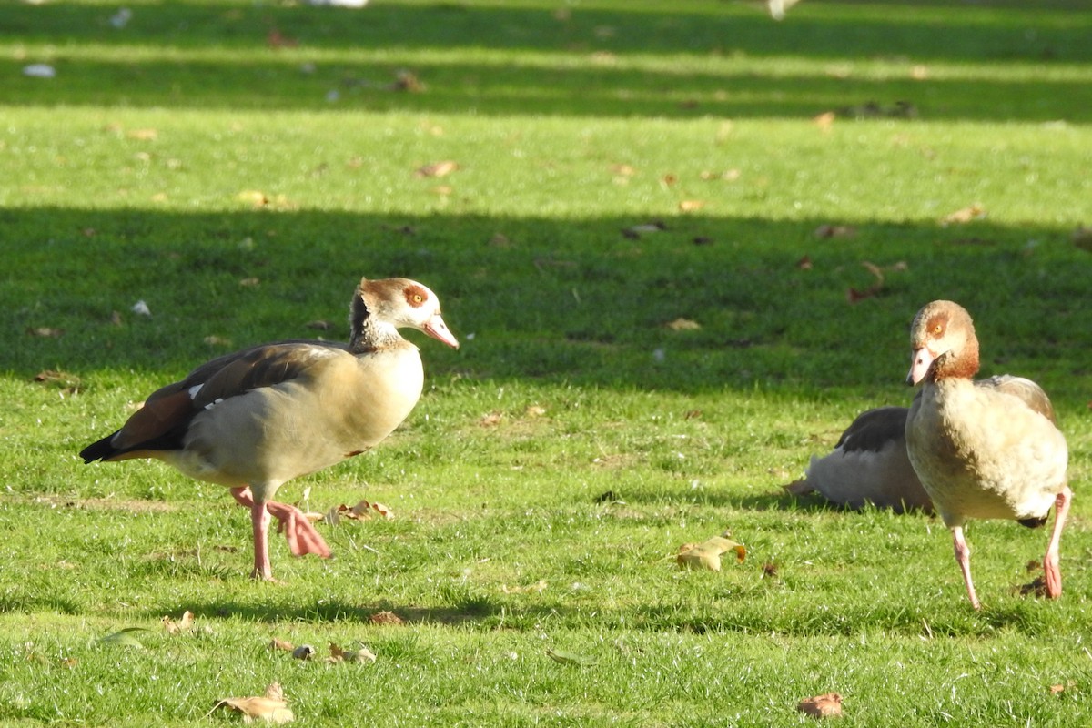 Egyptian Goose - ML647315103