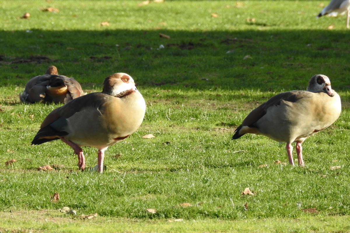 Egyptian Goose - ML647315104