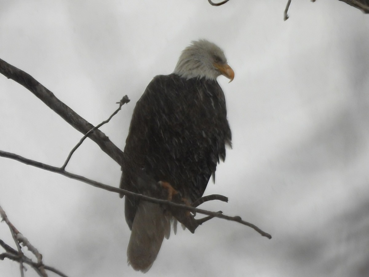 Itsas arrano buruzuria - ML647315106