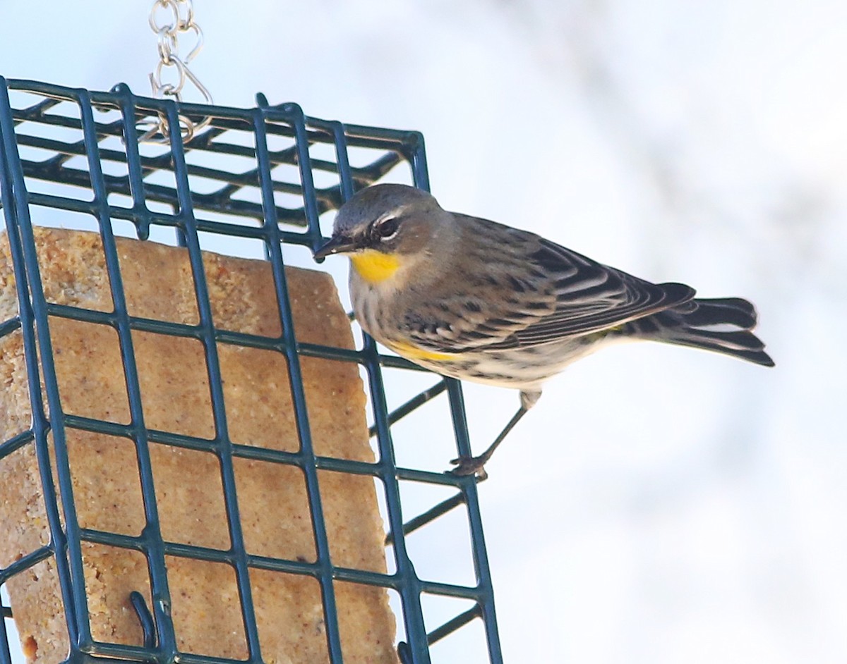 Yellow-rumped Warbler - ML647315111