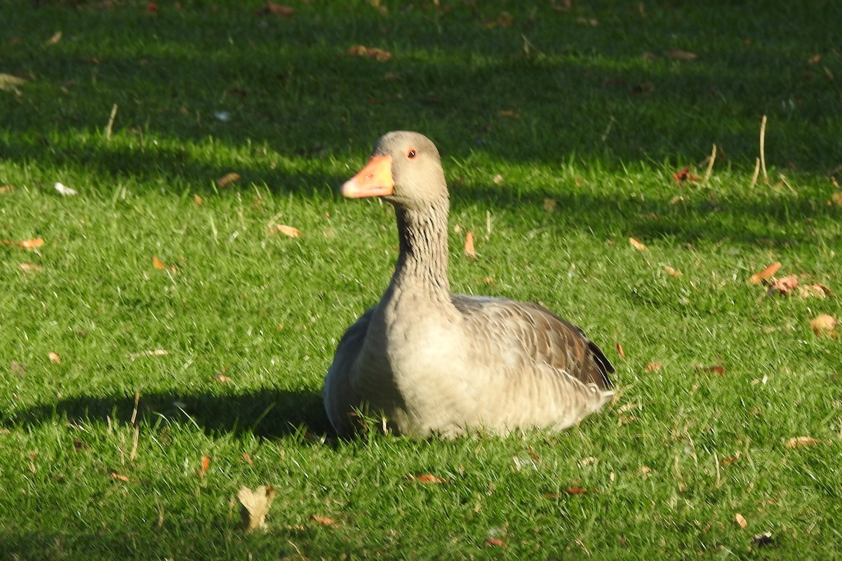 Graylag Goose - ML647315113
