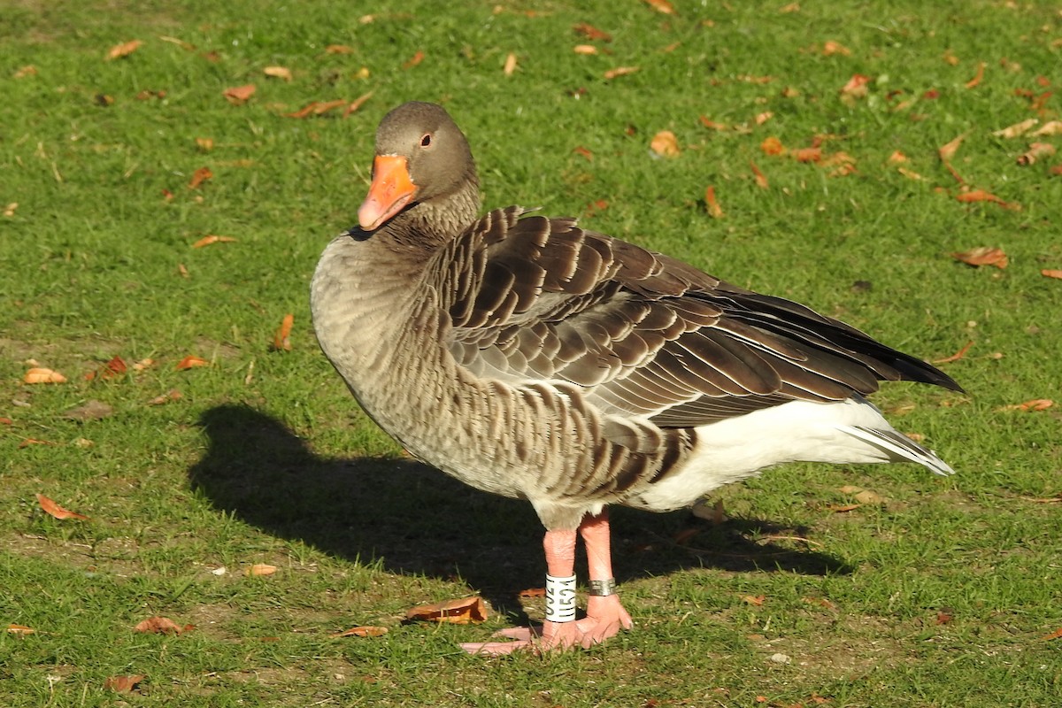 Graylag Goose - ML647315114