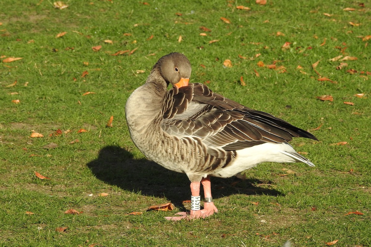 Graylag Goose - ML647315115