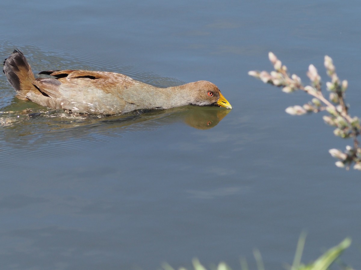 Tasmanian Nativehen - ML647315116
