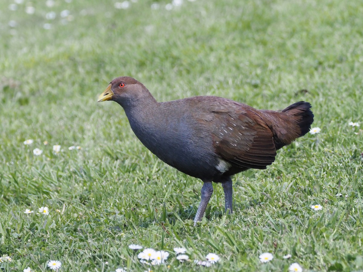 Tasmanian Nativehen - ML647315117