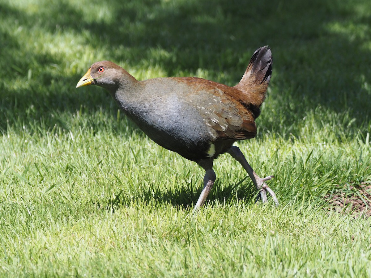 Tasmanian Nativehen - ML647315119