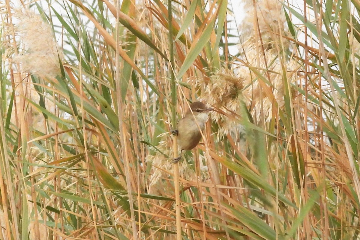 קנית אפריקנית - ML647315124