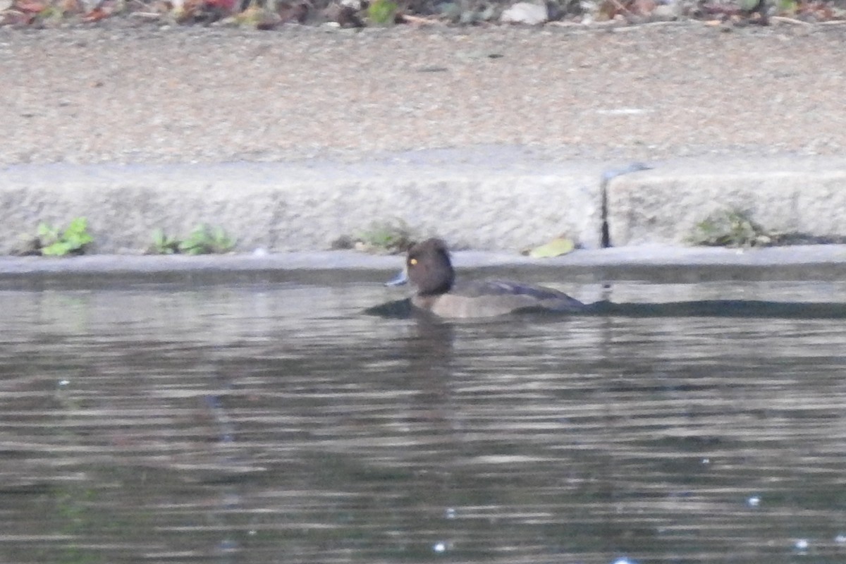 Tufted Duck - ML647315125