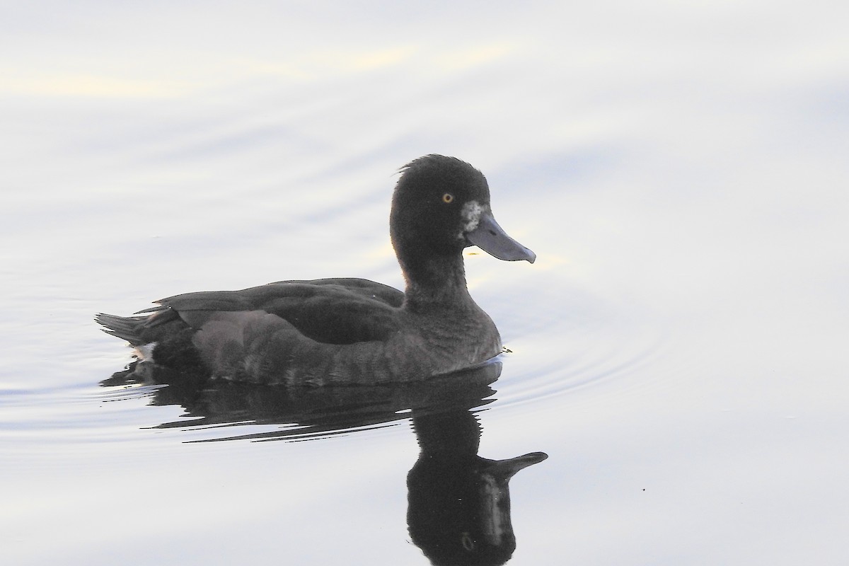 Tufted Duck - ML647315126