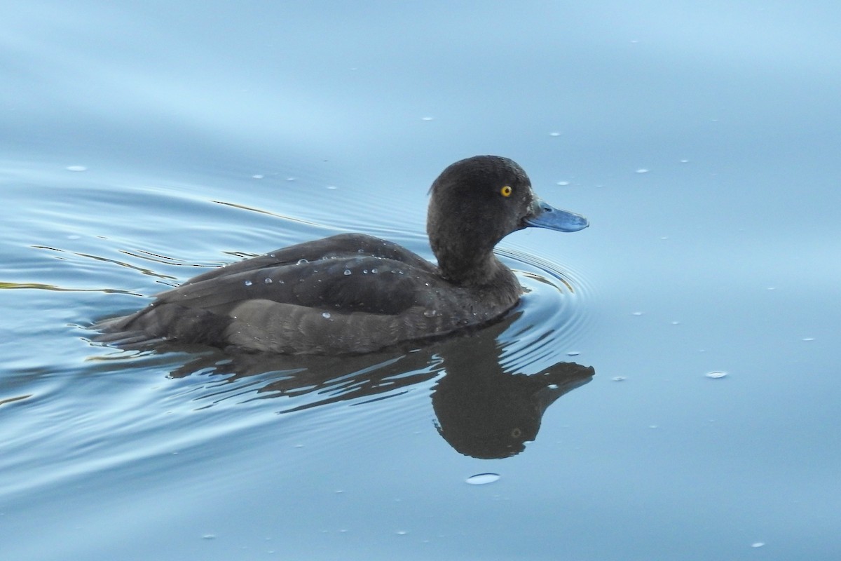 Tufted Duck - ML647315127