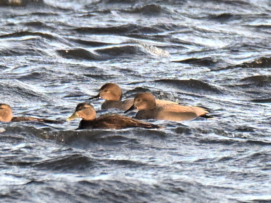 赤膀鴨 - ML647315135