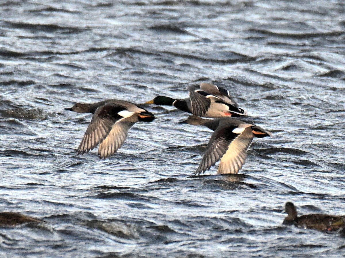 赤膀鴨 - ML647315136