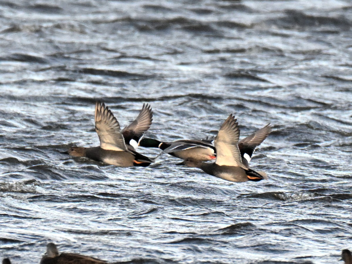 赤膀鴨 - ML647315137