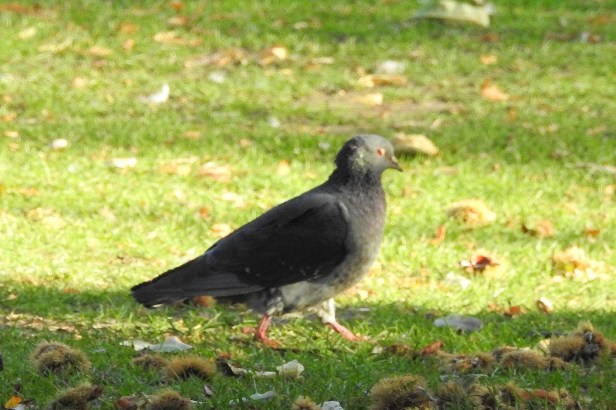 Rock Pigeon (Feral Pigeon) - ML647315138