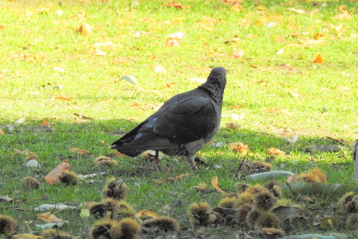 Rock Pigeon (Feral Pigeon) - ML647315139
