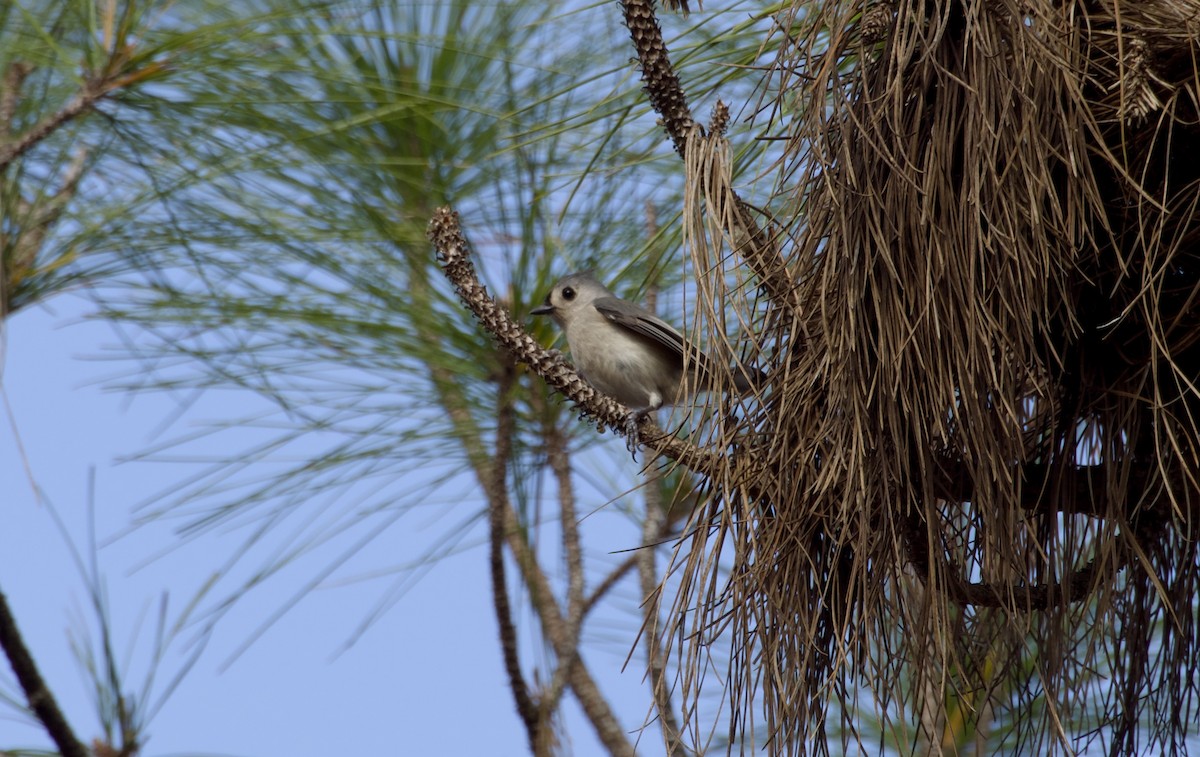 エボシガラ - ML647315150