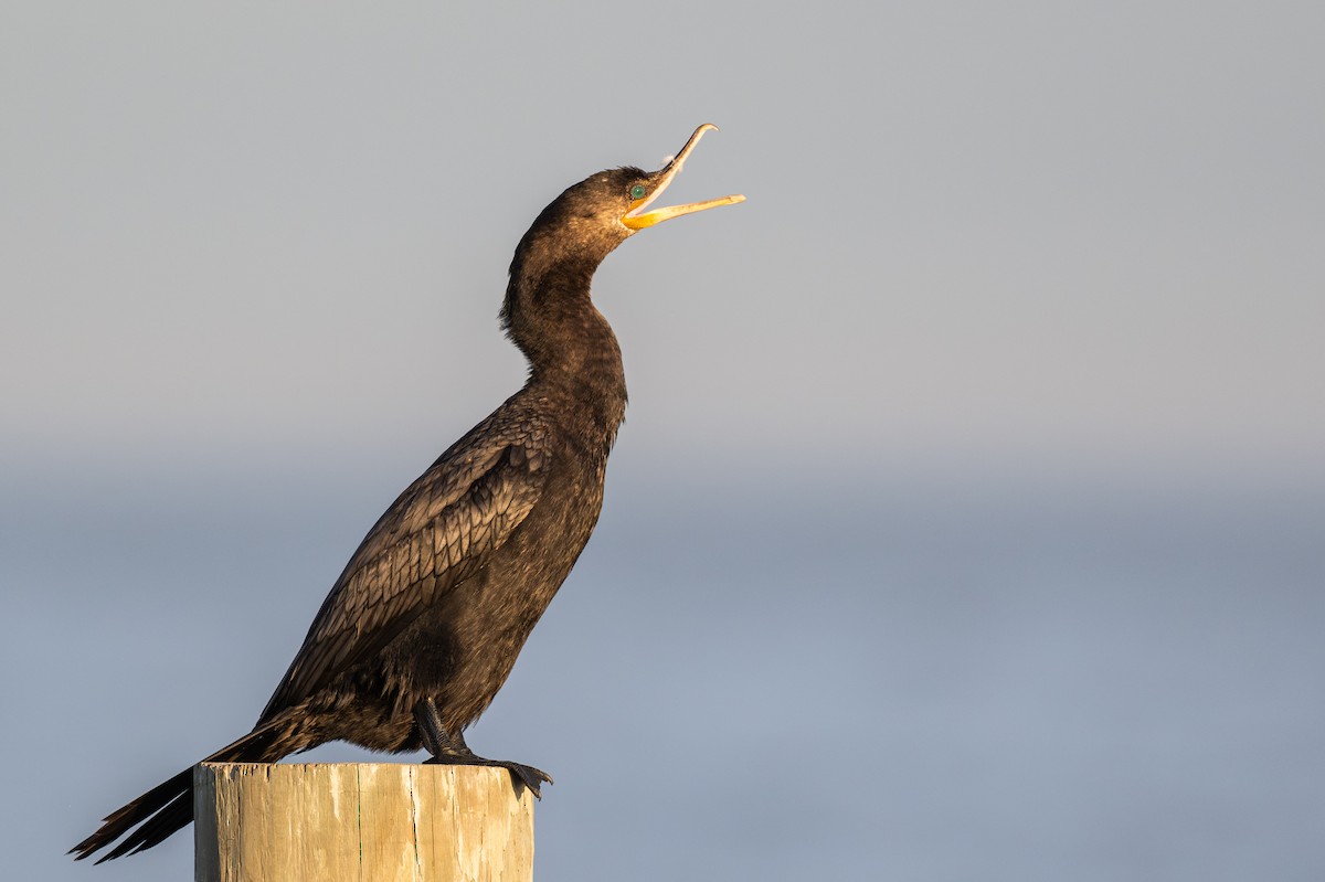 Neotropic Cormorant - ML647315153