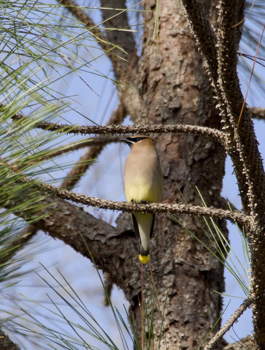 ヒメレンジャク - ML647315155