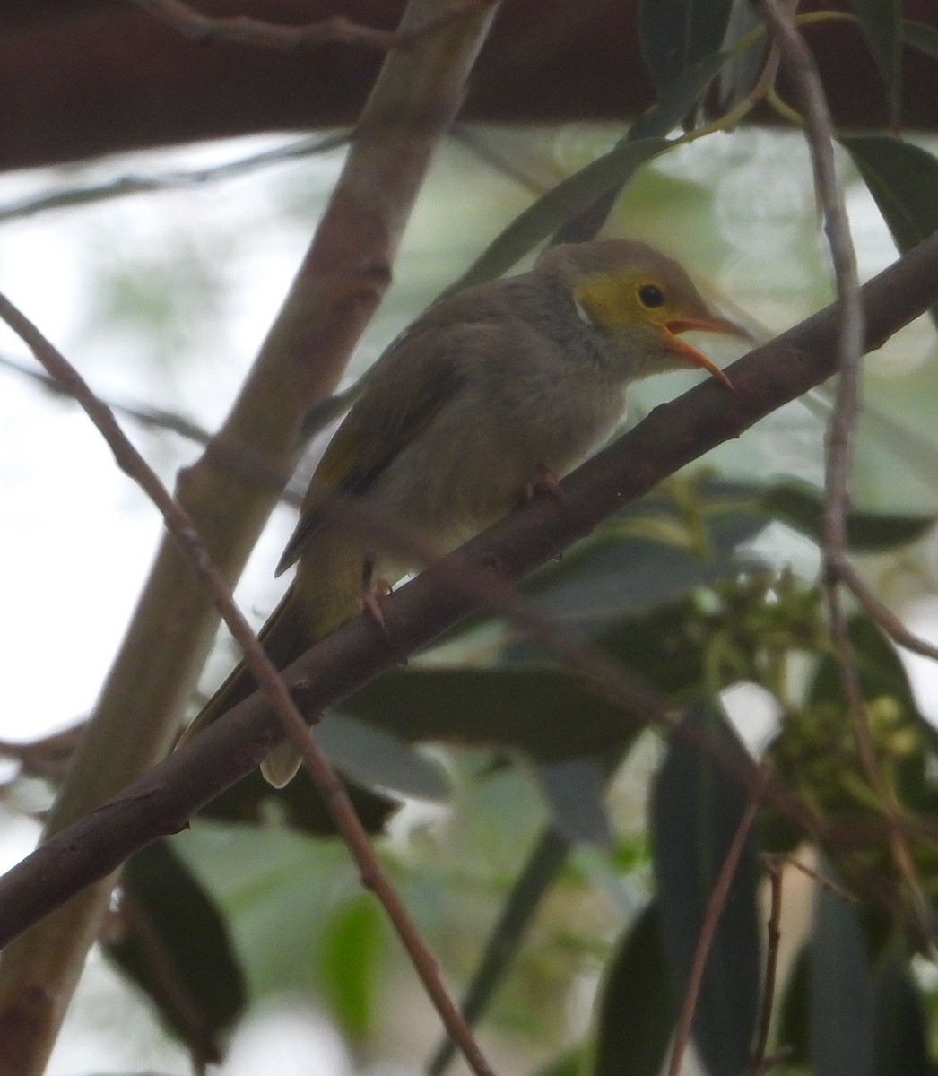 hvitsmykkehonningeter - ML647315156