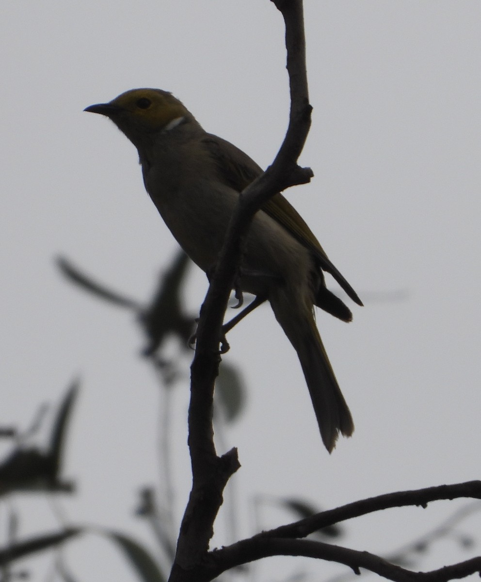 hvitsmykkehonningeter - ML647315157