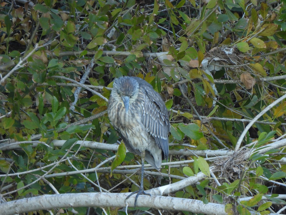 Yellow-crowned Night Heron - ML647315164