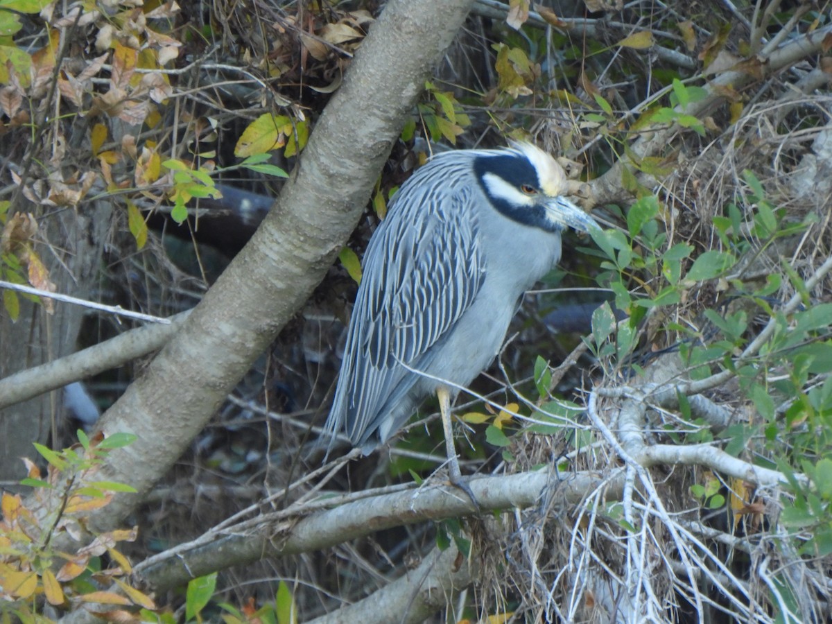 Yellow-crowned Night Heron - ML647315165