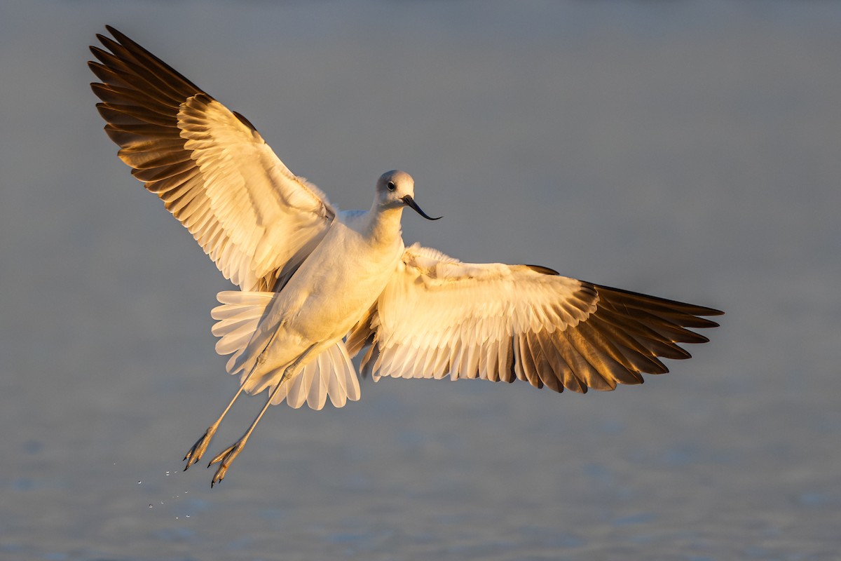 American Avocet - ML647315166