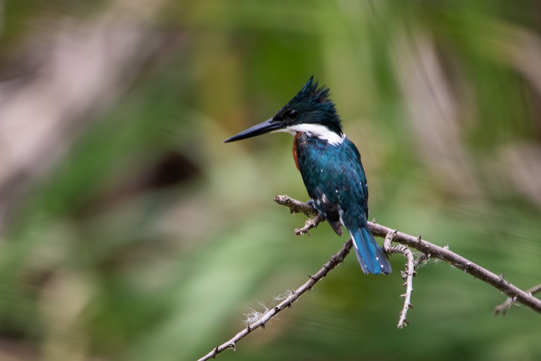 Amazon Kingfisher - ML647315167