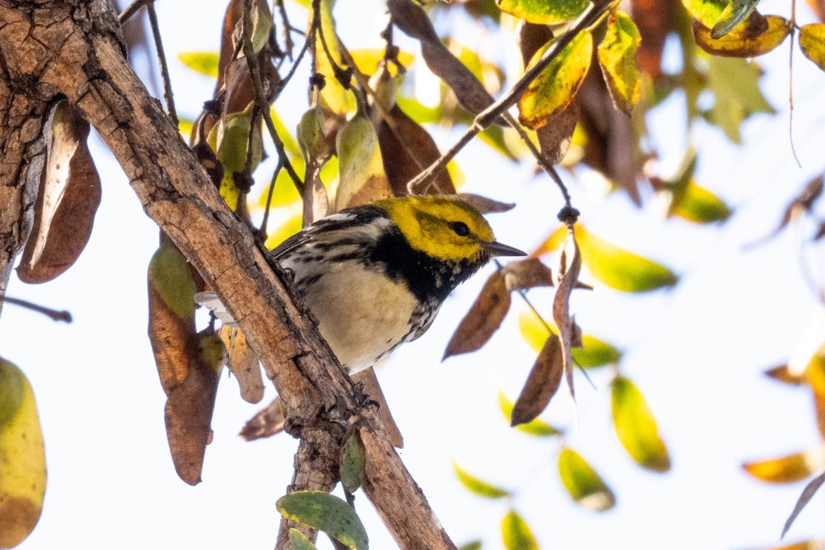 Black-throated Green Warbler - ML647315168
