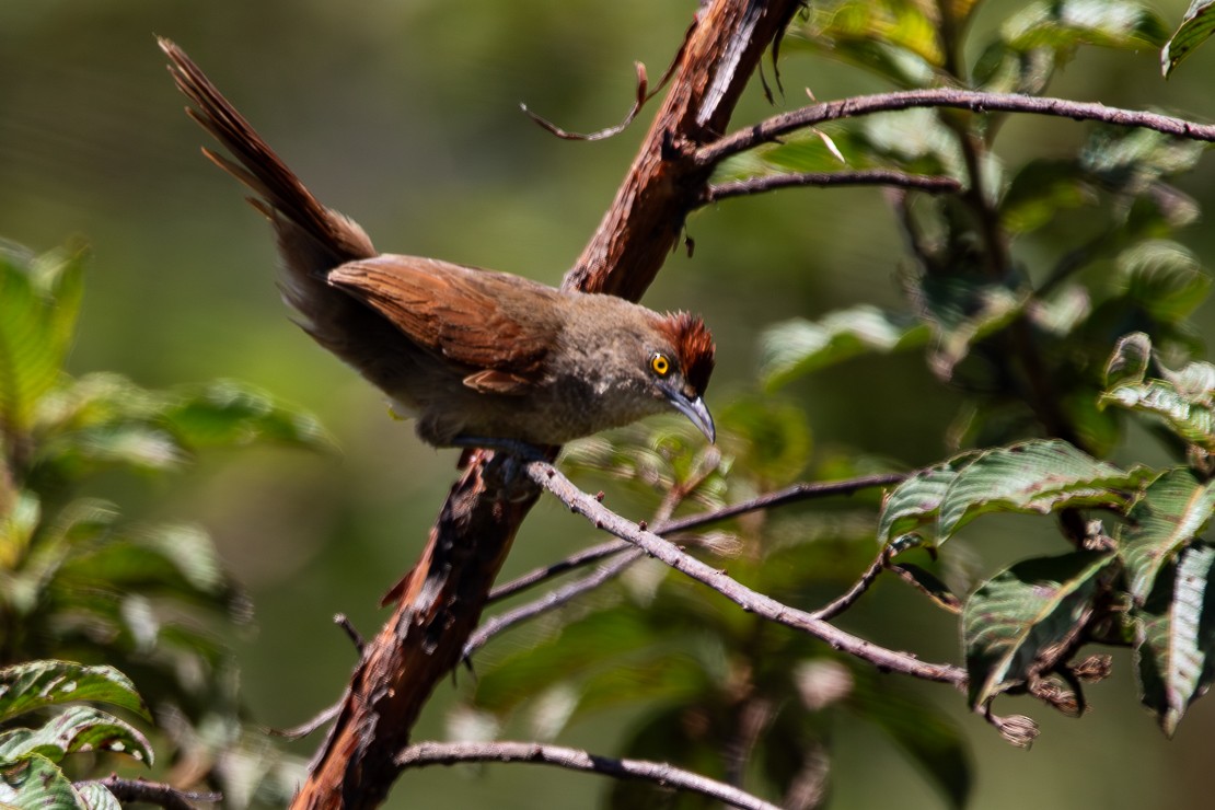 Greater Thornbird - ML647315176