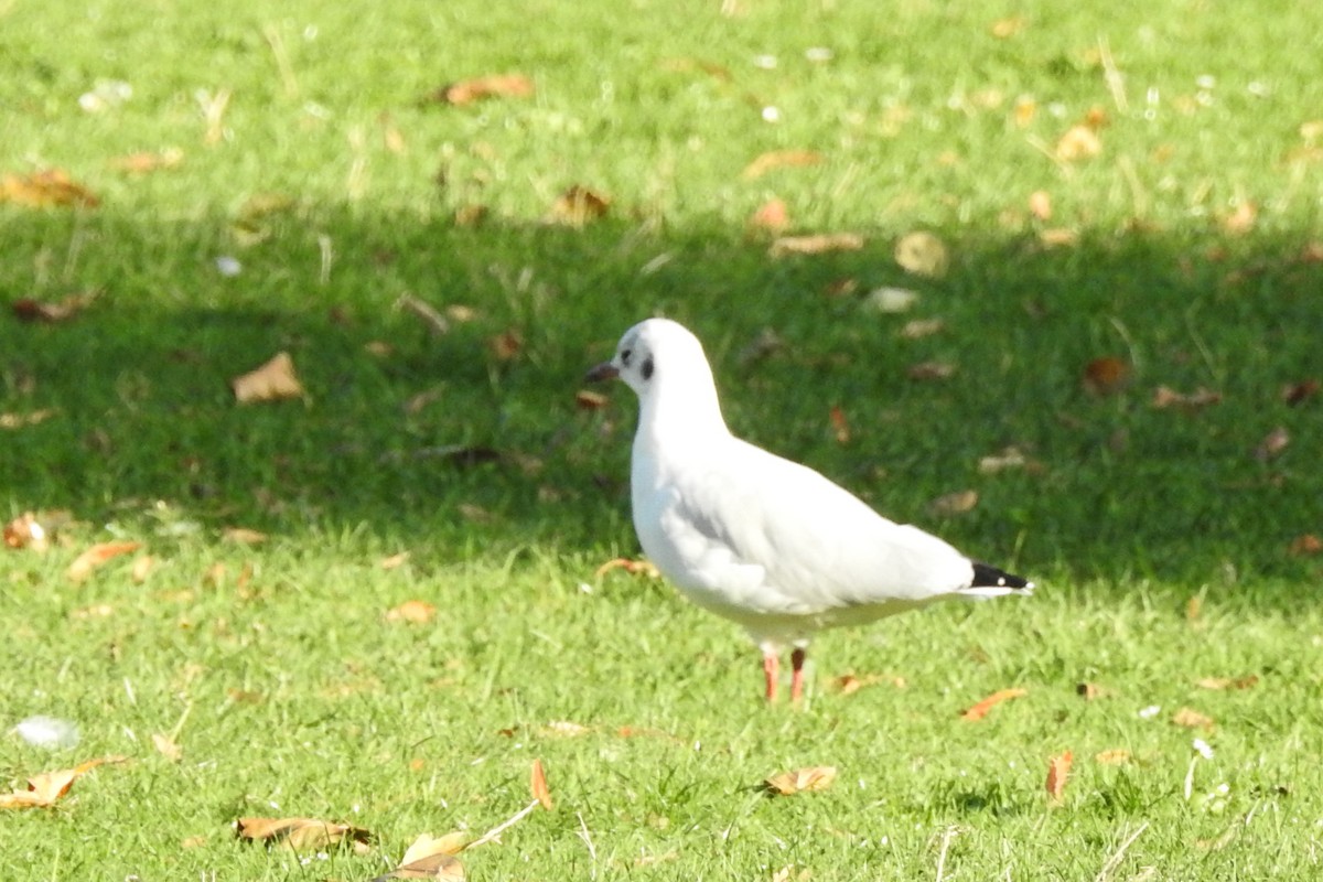 Black-headed Gull - ML647315177