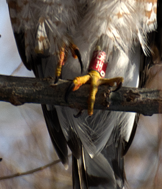 Cooper's Hawk - ML647315179
