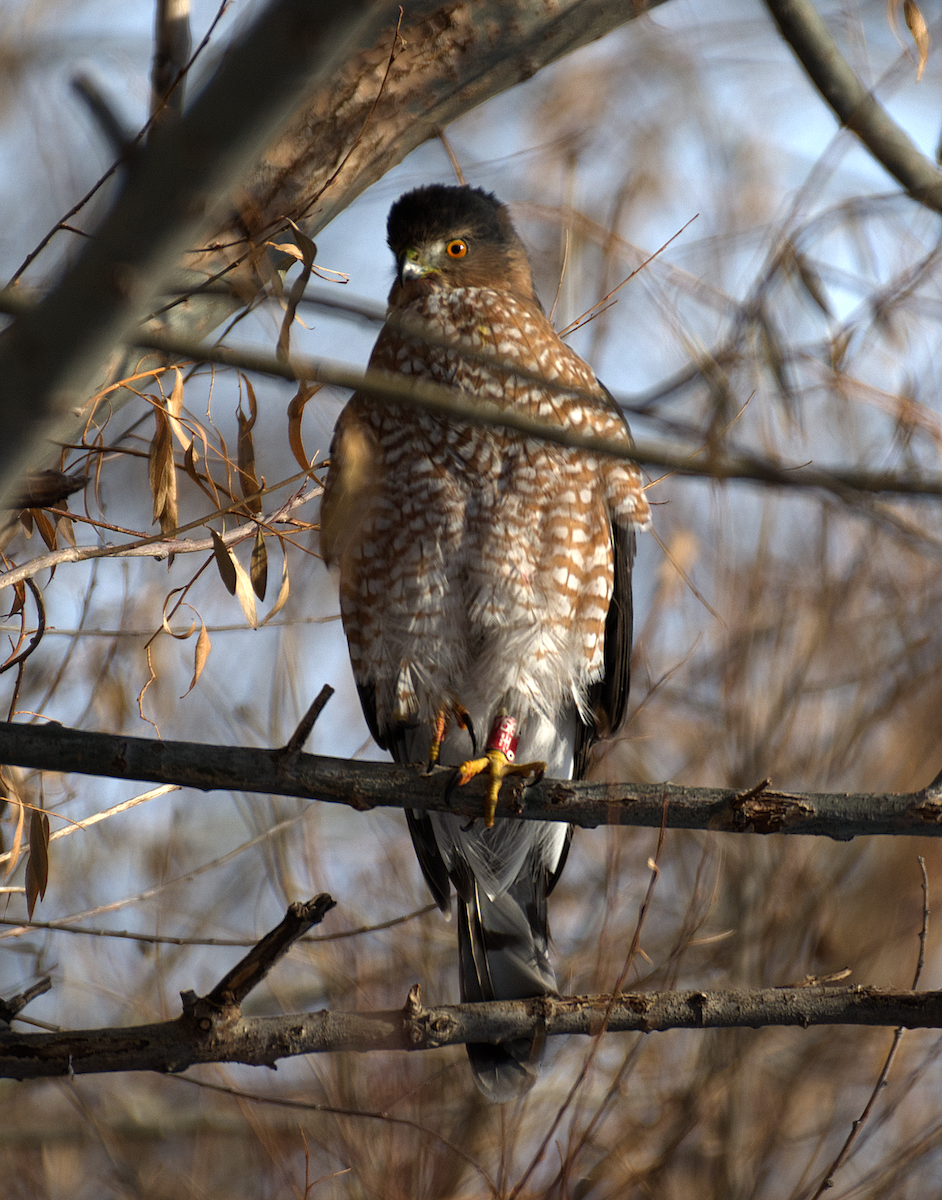 Cooper's Hawk - ML647315181