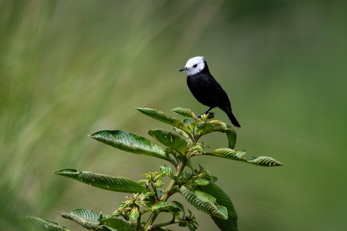 White-headed Marsh Tyrant - ML647315183