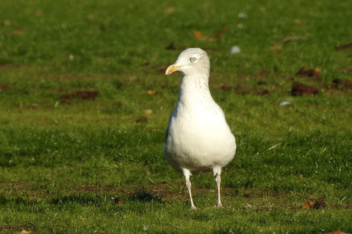 European Herring Gull - ML647315184