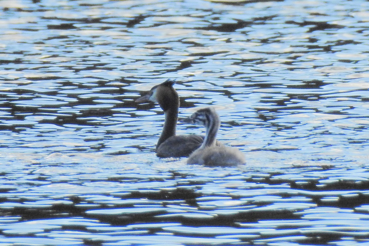 Great Crested Grebe - ML647315191