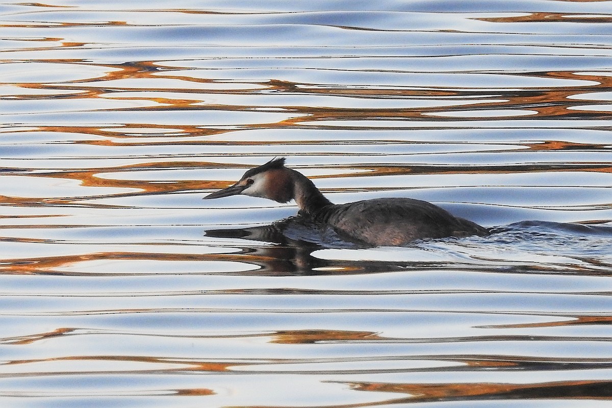 Great Crested Grebe - ML647315192