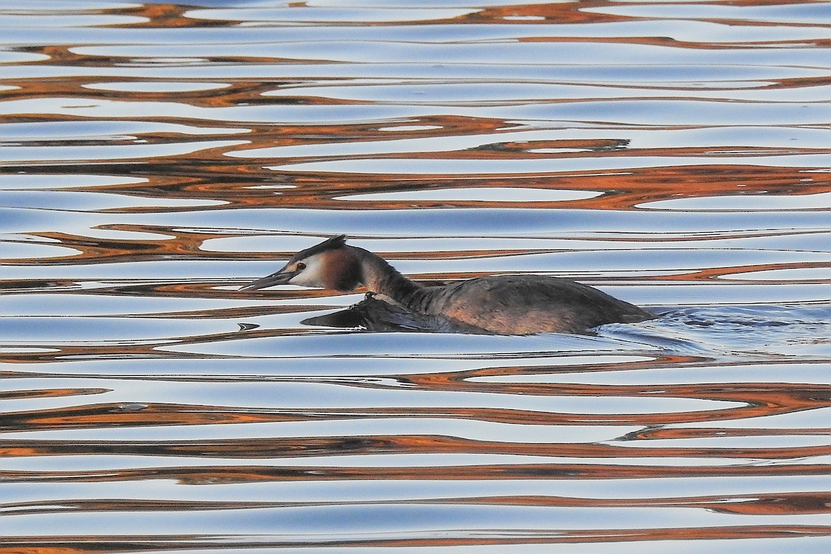 Great Crested Grebe - ML647315193
