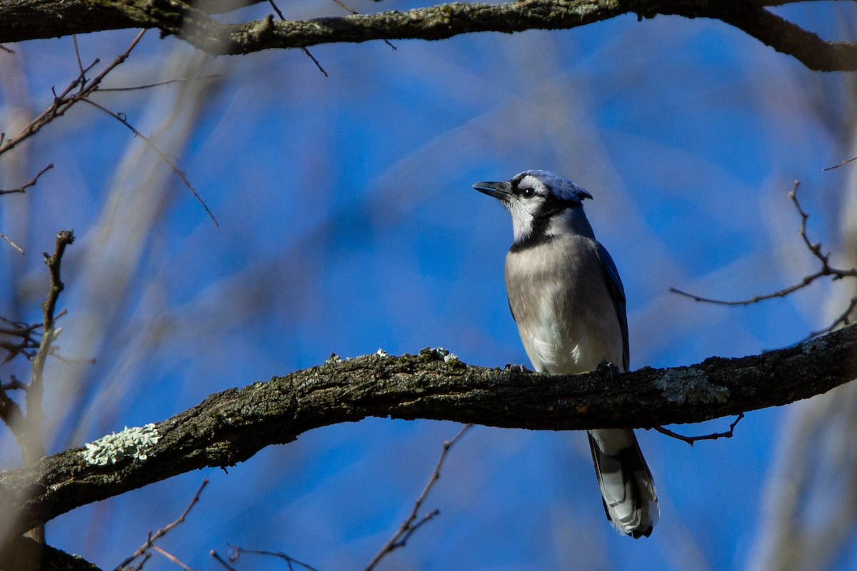 sojka chocholatá - ML647315200