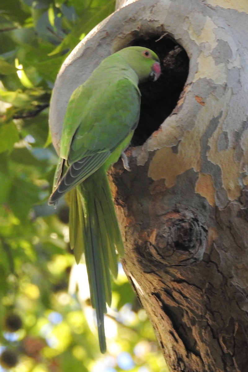Rose-ringed Parakeet - ML647315201