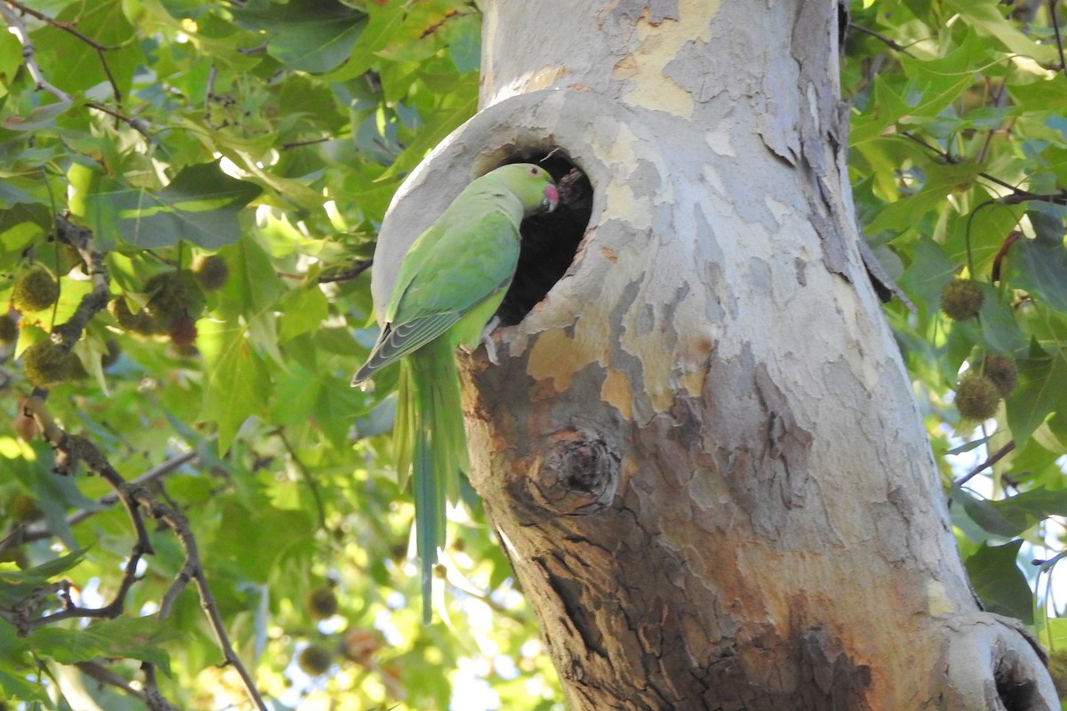 Rose-ringed Parakeet - ML647315202