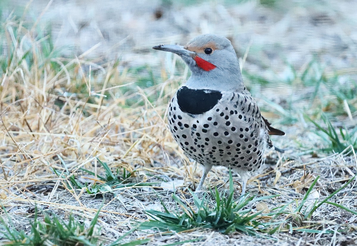 Northern Flicker - ML647315221