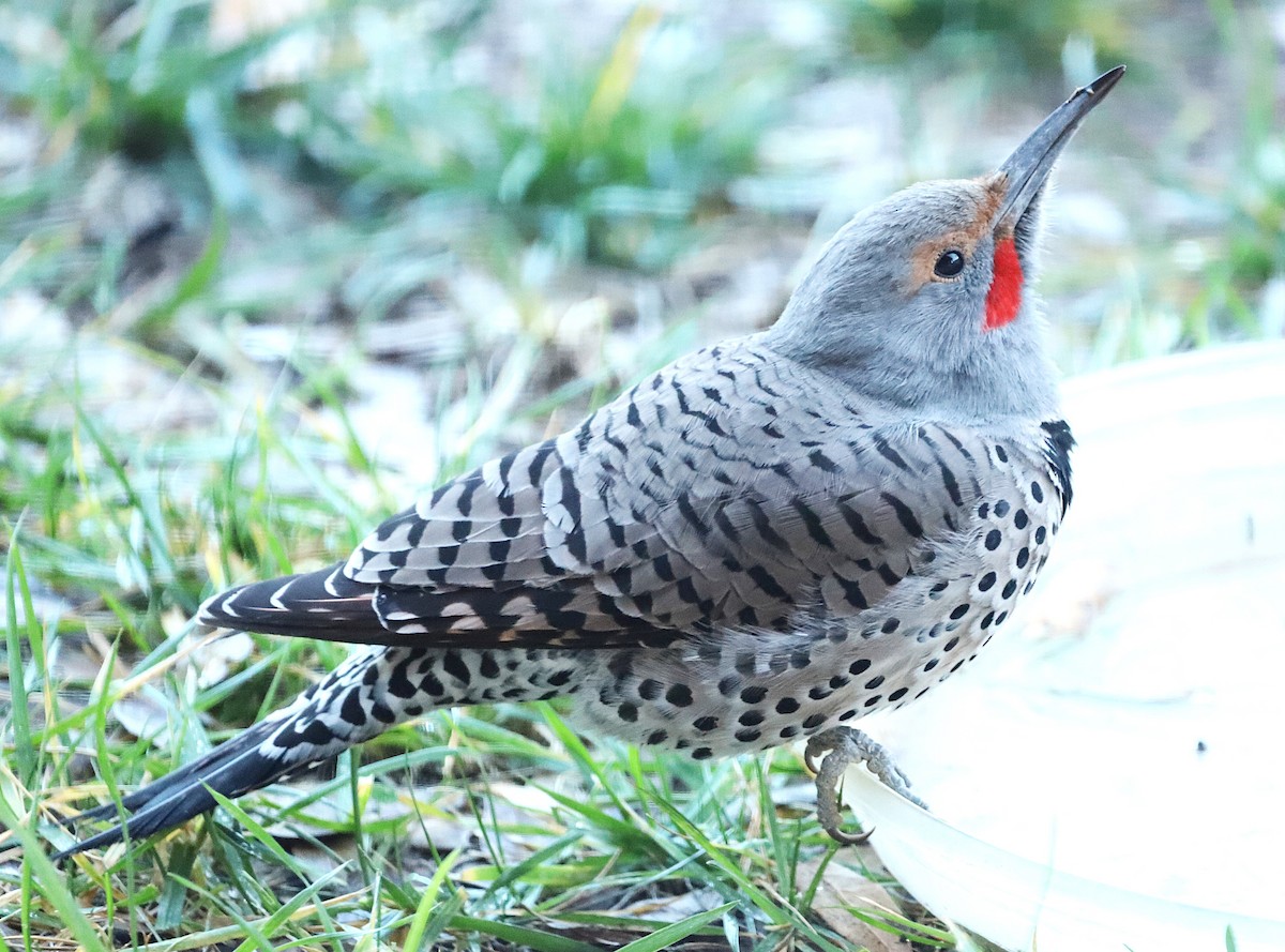 Northern Flicker - ML647315223