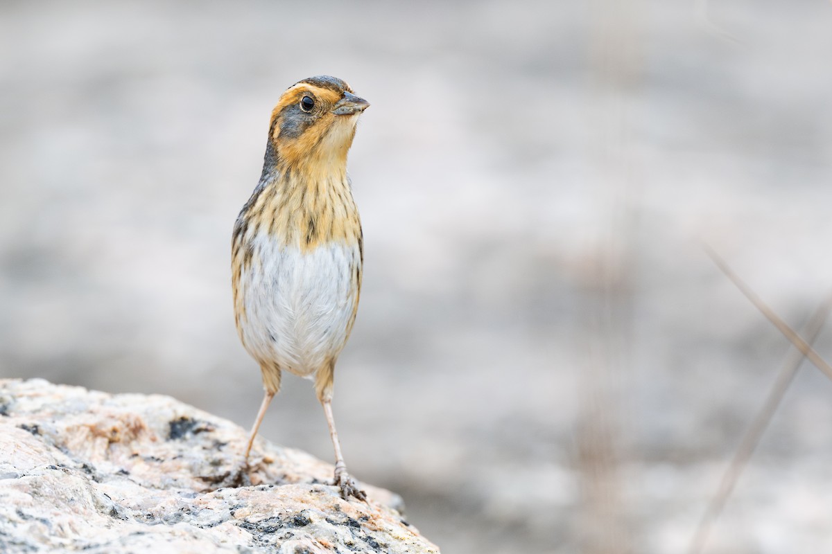 nålstjertspurv - ML647315224