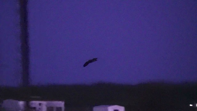 Болотная сова - ML647315237